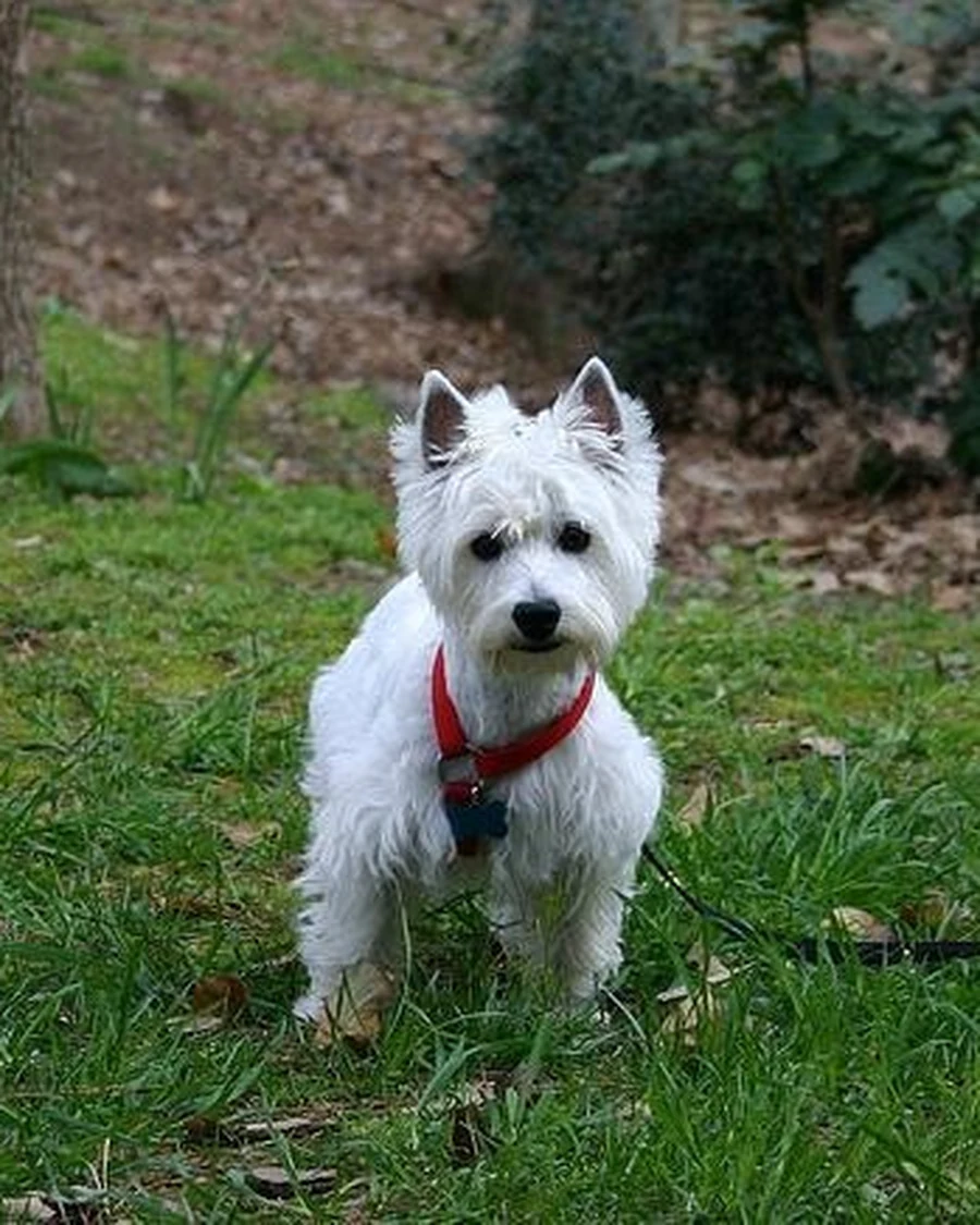 Biscuit