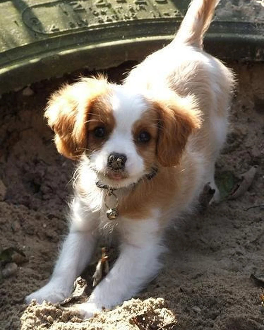 Coco, photo 2