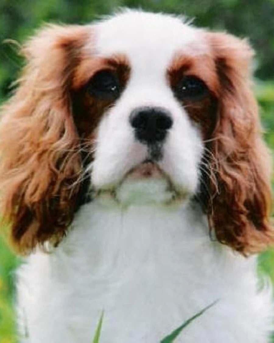 Coco, photo 3