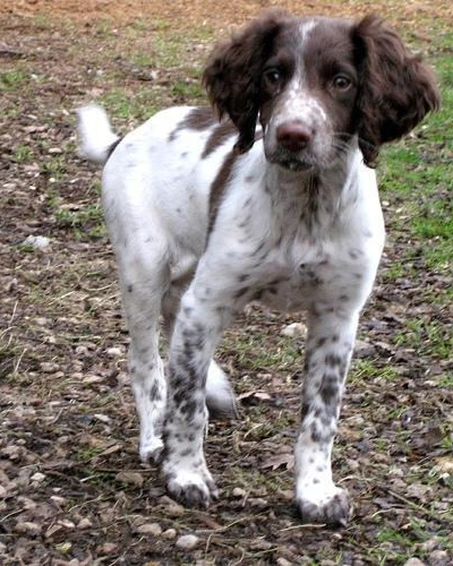 Maple, photo 4