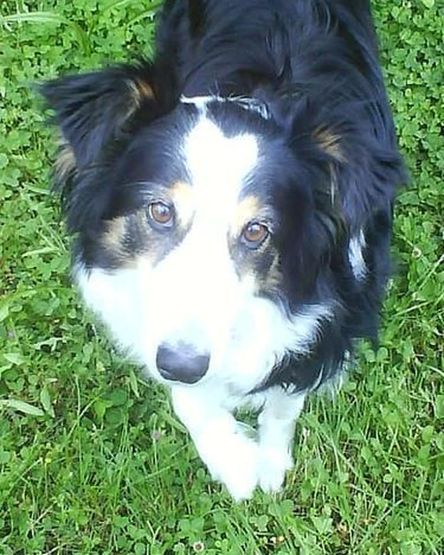 Nala, photo 2