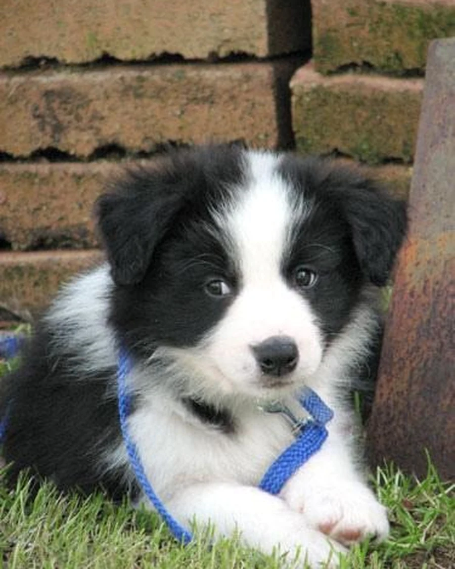 Nala, photo 4
