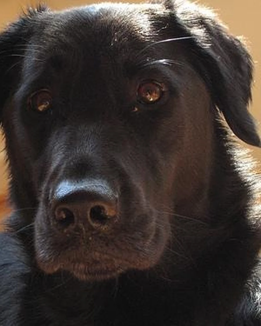 Rocky, photo 4
