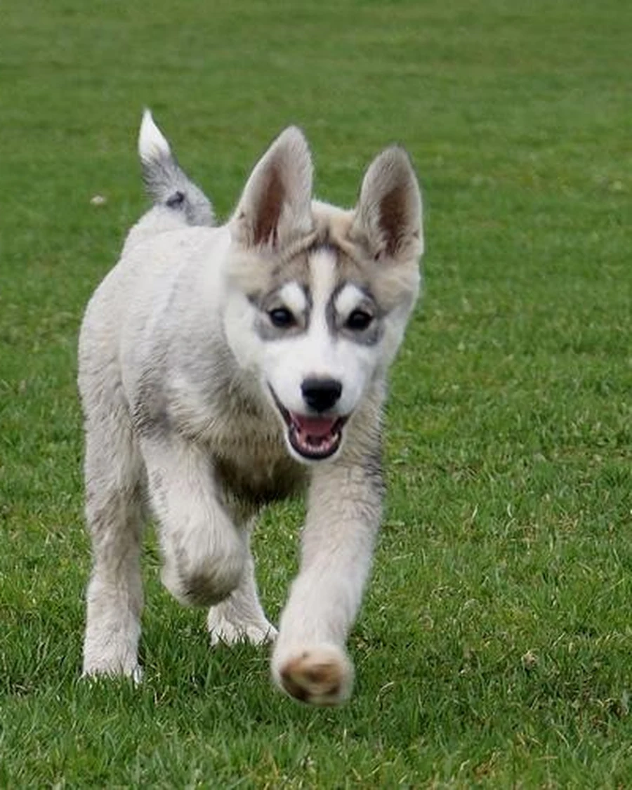 Simba, photo 3