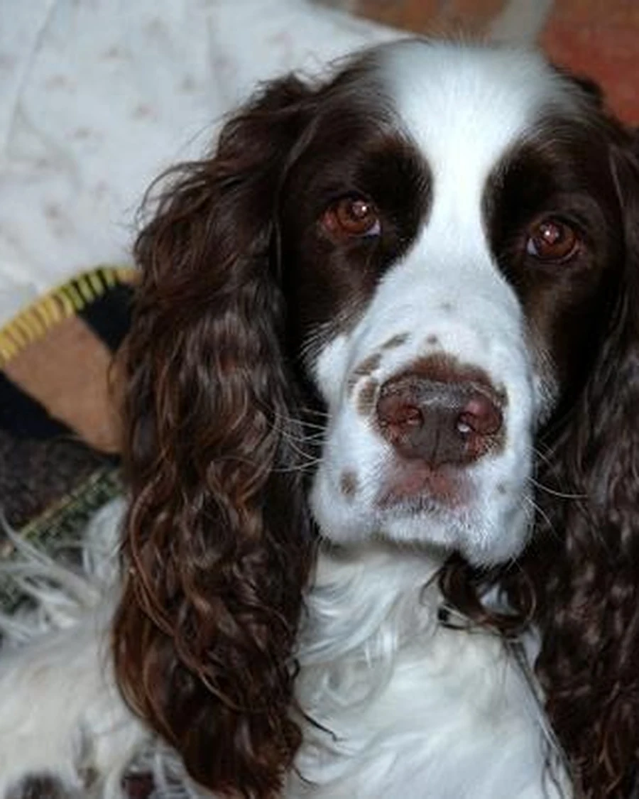 Maple, 1 yr 4 mo female