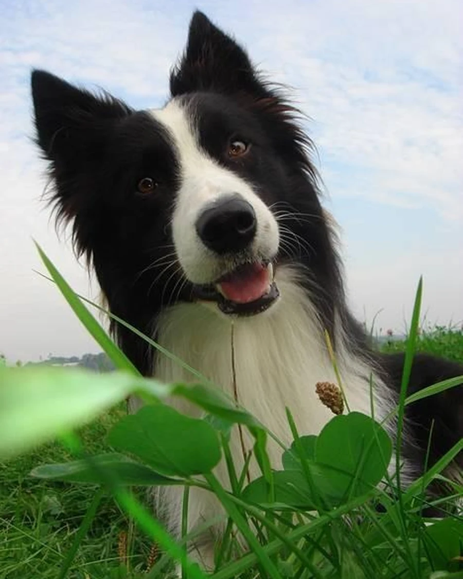Nala, 2 yrs 8 mo female