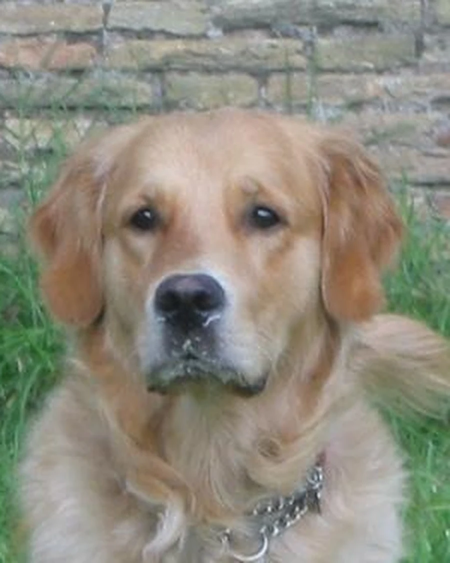 Thor, 1 yr 2 mo male